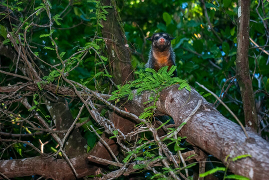 Gamb&aacute;-de-orelha-preta (Didelphis aurita) | Big-eared opossum