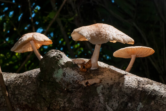 Cogumelo (Fungi) | Mushroom