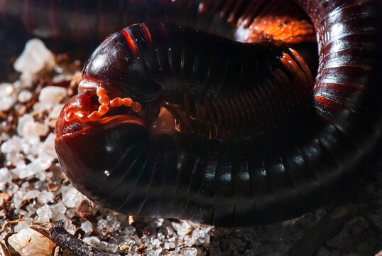Piolho-de-cobra (Diplopoda) | Millipede