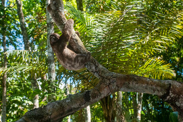 Preguiça-comum (Bradypus variegatus) | Brown-throated sloth