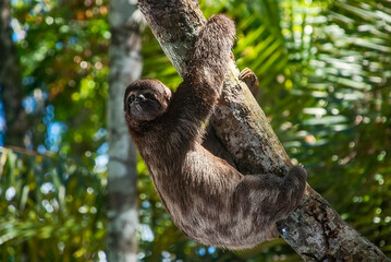 Preguiça-comum (Bradypus variegatus) | Brown-throated sloth