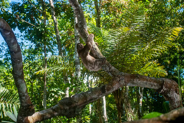 Preguiça-comum (Bradypus variegatus) | Brown-throated sloth