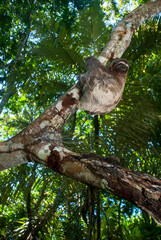 Preguiça-comum (Bradypus variegatus) | Brown-throated sloth