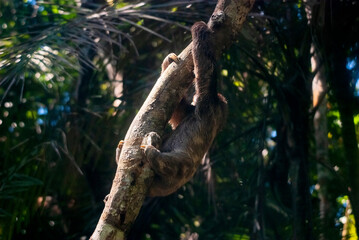 Preguiça-comum (Bradypus variegatus) | Brown-throated sloth