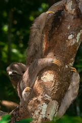 Preguiça-comum (Bradypus variegatus) | Brown-throated sloth