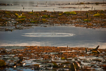 Plantas aquáticas (Plantae) | Aquatic plants
