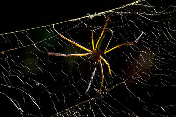 Aranha-de-teia-amarela (Nephila clavipes) | Golden orb-web spider