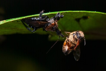 Percevejo predando Abelha-européia (Reduviidae e Apis mellifera) | Assassin bug preying European...