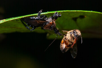 Percevejo predando Abelha-européia (Reduviidae e Apis mellifera) | Assassin bug preying European honey bee