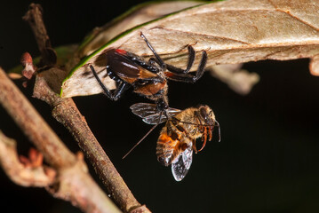 Percevejo predando Abelha-européia (Reduviidae e Apis mellifera) | Assassin bug preying European...