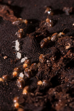 Cupim (Labiotermes) | Termite