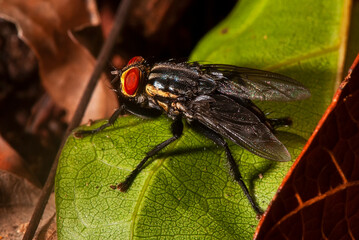 Mosca (Gênero Sarcophaga) | Fly