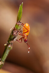 Percevejo (Gênero Jadera) | Assassin bug