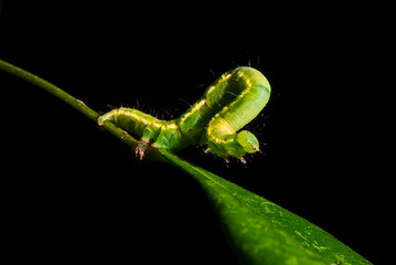 Lagarta Mede-Palmos (Família Geometridae) | Caterpillar