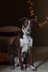 Portrait of a dog at home with Christmas lights in the background.