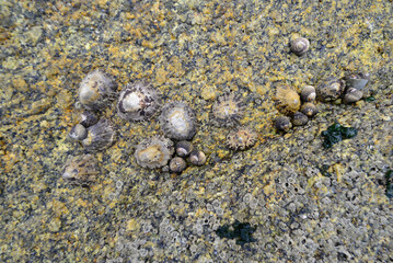 shellfish on the rocks of the beaches of Galicia
