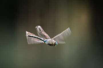 The green hawker, Aeshna viridis, in the air, motionless, the movement of the insect is stopped, it flies in place, the insect flaps its wings quickly