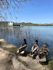 Patos mirando al frente del lago tranquilo y soleado