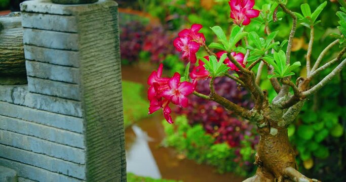Wet tropical garden red flowers bloom in pot rainy weather on Bali island. Pink flowers on a branch with water drops on petals. Desert Rose tree. Spa resort relaxation meditation background.