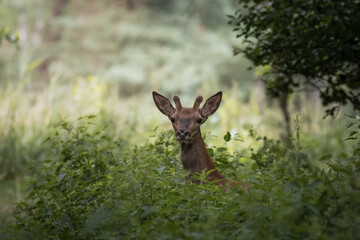 A young male red deer, Cervus elaphus, in the middle of a forest in a nature reserve, a male in green thickets between trees