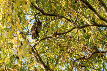 sowa uszatka owl na zimowisku na drzewie - obrazy, fototapety, plakaty