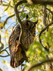 sowa uszatka owl na zimowisku na drzewie
