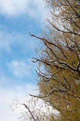 old tree branches and autumn leaves on a blue sky with clouds