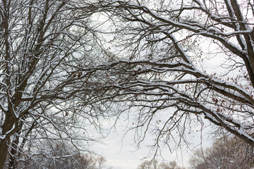 Fototapeta na wymiar snow covered tree branches and sky