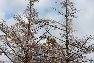 snow covered larch