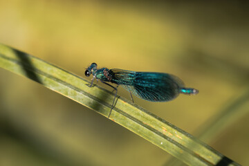 Blue glossy dragonfly Calopteryx splendens on oak leaves - sessile oak