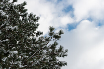 clouds and pine trees