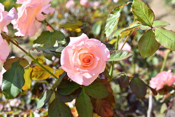 バラ「チェリッシュ」