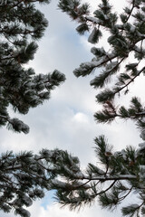 snow covered evergreen branches on a cloudy blue sky