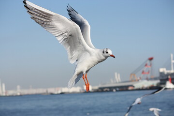 ダイナミックに翼を広げるかもめ