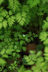 ひっそりと咲いているコハコベの花
