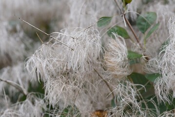 Smoke tree ( Cotinus coggygria ) 'Royal Purple'.
Anacandiaceae Dioecious deciduous tree.  Flowering from May to August.
