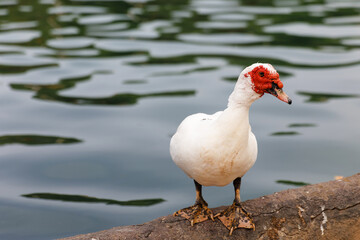 Portrait of a goose in a city park