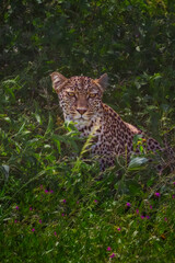 Leopard, Serengeti, Tanzania