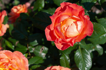 orange rose in strong light