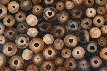 Cross-section texture of bamboo rings