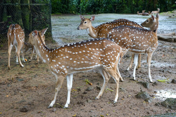 Muntjacs also known as barking deer or rib-faced deer that are in a zoo with a stretch of land and grass are in groups or alone. Some of the deer are walking. The deer are many and in groups.