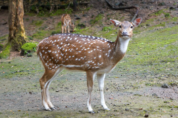 Muntjacs also known as barking deer or rib-faced deer that are in a zoo with a stretch of land and grass are in groups or alone. Some of the deer are walking. The deer are many and in groups.