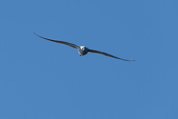 Fototapeta na wymiar black headed gull in a field