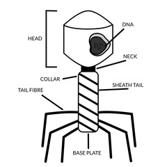 Structure and anatomy of bacteriophage black white. Labeled with head, DNA, tail, neck, Baseplate. For biology learning at school. infographics, education