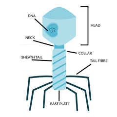 Structure and anatomy of a bacteriophage. Labeled with head, DNA, tail, neck, Baseplate. For biology learning at school. infographics, education
