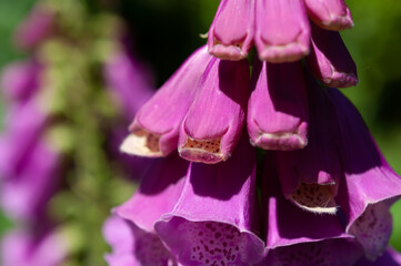 digitalis or foxglove flowers close up © eugen