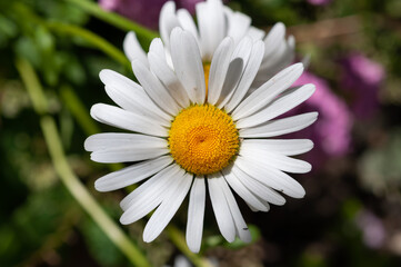 Obraz premium daisy flower closeup
