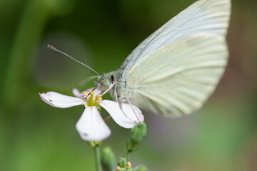 close up of a white butterfly