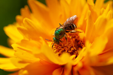 bee on flower