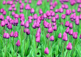 Fototapeta premium Flowers